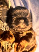 Ready to GO! , a female Brussels Griffon for sale in Clyde, NC – 4 of 5