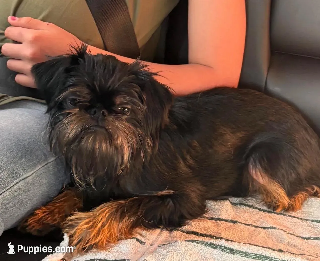 AKC rough, a female Brussels Griffon for sale in Clyde, NC – 5 of 6