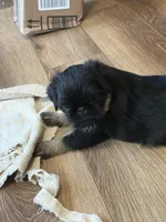 AKC rough, a female Brussels Griffon for sale in Clyde, NC – 3 of 6