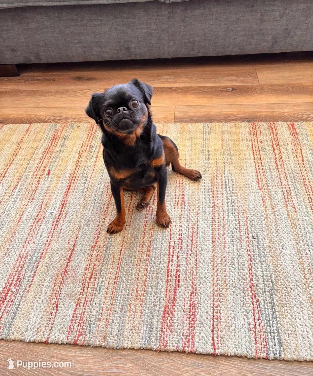 AKC rough, a female Brussels Griffon for sale in Clyde, NC – 6 of 6