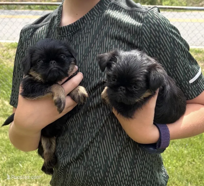 AKC rough – Brussels Griffon puppy for sale in Clyde, NC