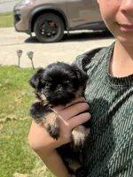 AKC rough, a female Brussels Griffon for sale in Clyde, NC – 4 of 6