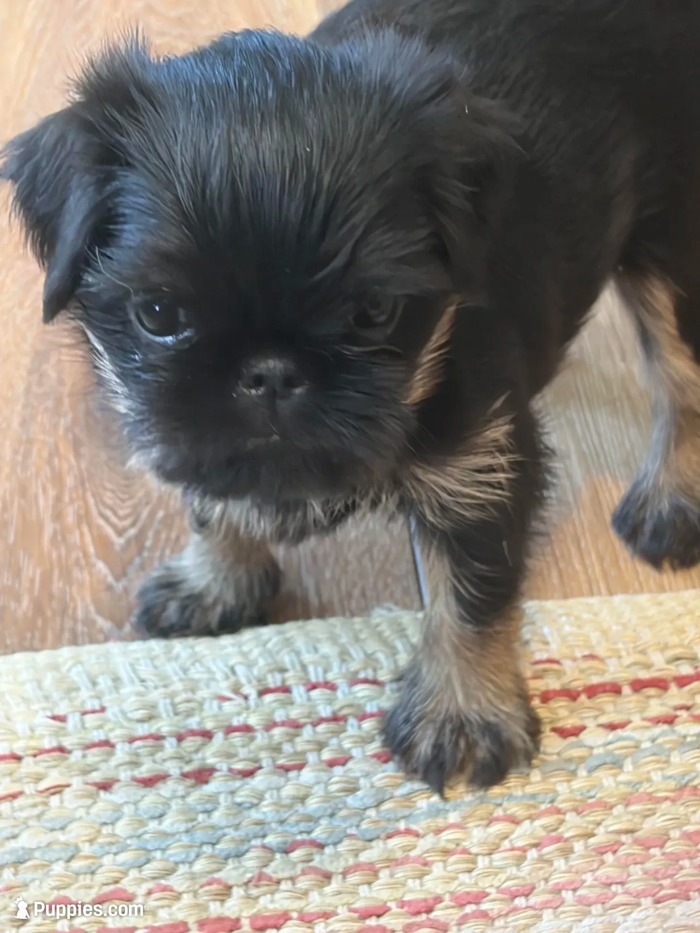 Sale!!   Ready to go! , a female Brussels Griffon for sale in Clyde, NC – 1 of 6