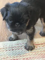 AKC rough, a female Brussels Griffon for sale in Clyde, NC – 2 of 6