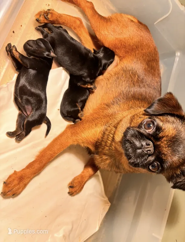 Ready to GO!  – Brussels Griffon puppy for sale in Clyde, NC