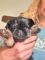 Ready to GO! , a female Brussels Griffon for sale in Clyde, NC – 3 of 5
