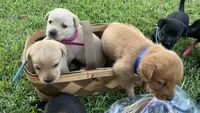 Christy, a female Labrador Retriever and Carolina Dog for sale in Olar, SC – 3 of 4