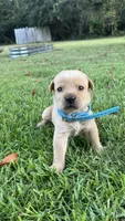Richard, a male Labrador Retriever and Carolina Dog for sale in Olar, SC – 2 of 2