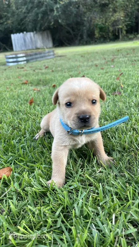 Richard – Labrador Retriever, Carolina Dog puppy for sale in Olar, SC