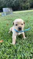 Richard, a male Labrador Retriever and Carolina Dog for sale in Olar, SC – 1 of 2