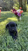 Arnold, a male Labrador Retriever and Carolina Dog for sale in Olar, SC – 2 of 3