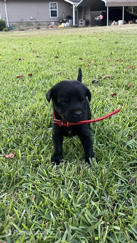 Polly – Labrador Retriever, Carolina Dog puppy for sale in Olar, SC