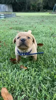 Roscoe, a male Labrador Retriever and Carolina Dog for sale in Olar, SC – 2 of 4