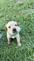 Charles, a male Labrador Retriever and Carolina Dog for sale in Olar, SC – 2 of 5