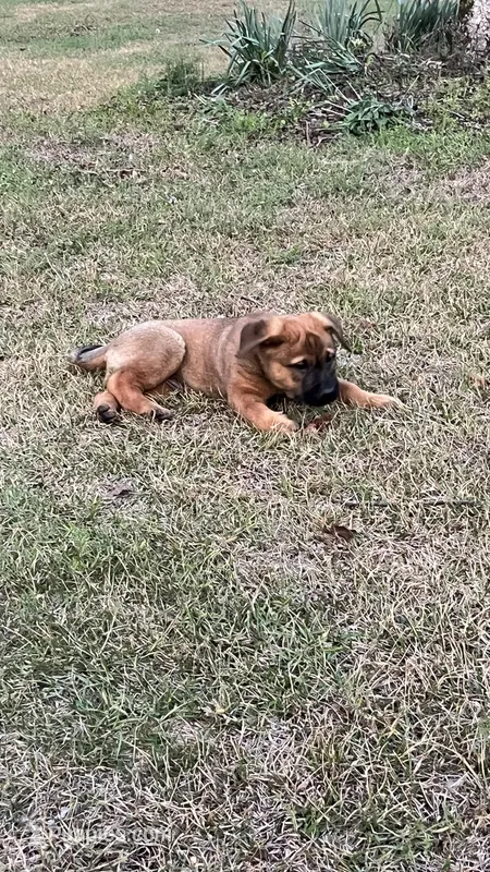 Gus – Rottweiler, Carolina Dog puppy for sale in Olar, SC
