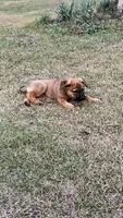 Gus, a male Rottweiler and Carolina Dog for sale in Olar, SC – Photo 1 of 3