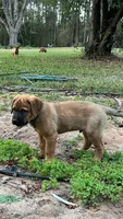 Gus, a male Rottweiler and Carolina Dog for sale in Olar, SC – Photo 2 of 3