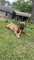 Gus, a male Rottweiler and Carolina Dog for sale in Olar, SC – Photo 3 of 3