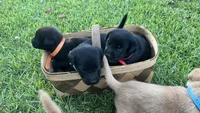 Polly, a female Labrador Retriever and Carolina Dog for sale in Olar, SC – 3 of 4