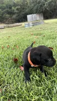 Annie, a female Labrador Retriever and Carolina Dog for sale in Olar, SC – 2 of 2
