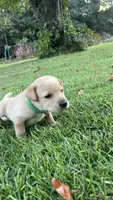 Charles, a male Labrador Retriever and Carolina Dog for sale in Olar, SC – 4 of 5
