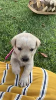 Christy, a female Labrador Retriever and Carolina Dog for sale in Olar, SC – 2 of 4