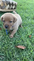 Roscoe, a male Labrador Retriever and Carolina Dog for sale in Olar, SC – 4 of 4