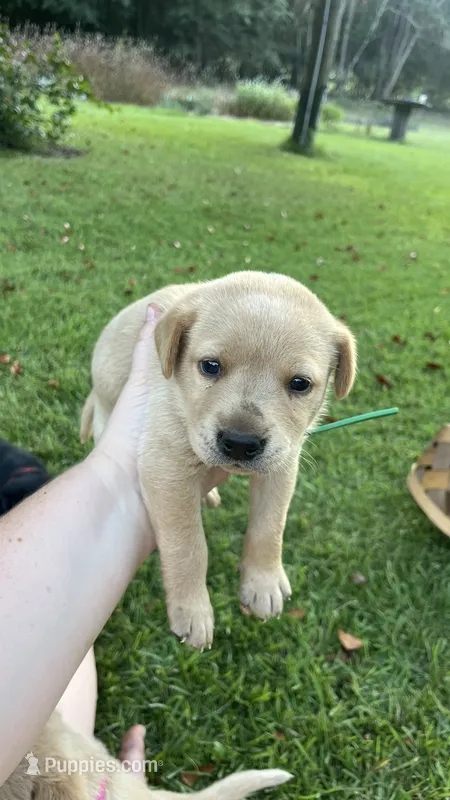 Charles – Labrador Retriever, Carolina Dog puppy for sale in Olar, SC