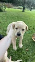 Charles, a male Labrador Retriever and Carolina Dog for sale in Olar, SC – 1 of 5