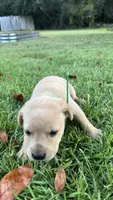 Charles, a male Labrador Retriever and Carolina Dog for sale in Olar, SC – 3 of 5