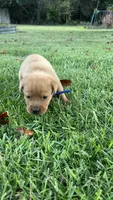 Roscoe, a male Labrador Retriever and Carolina Dog for sale in Olar, SC – 3 of 4