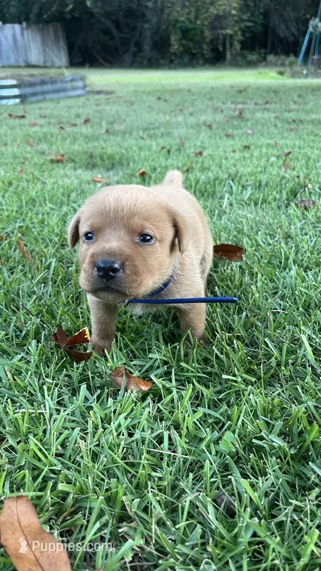 Roscoe – Labrador Retriever, Carolina Dog puppy for sale in Olar, SC