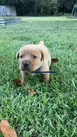 Roscoe, a male Labrador Retriever and Carolina Dog for sale in Olar, SC – 1 of 4