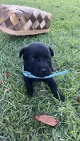Arnold, a male Labrador Retriever and Carolina Dog for sale in Olar, SC – 3 of 3