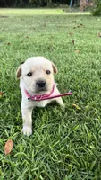 Christy, a female Labrador Retriever and Carolina Dog for sale in Olar, SC – 4 of 4