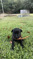 Annie, a female Labrador Retriever and Carolina Dog for sale in Olar, SC – 1 of 2