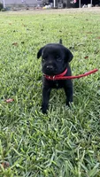 Polly, a female Labrador Retriever and Carolina Dog for sale in Olar, SC – 4 of 4