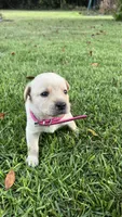 Christy, a female Labrador Retriever and Carolina Dog for sale in Olar, SC – 1 of 4