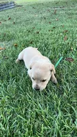 Charles, a male Labrador Retriever and Carolina Dog for sale in Olar, SC – 5 of 5