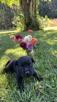 Polly, a female Labrador Retriever and Carolina Dog for sale in Olar, SC – 2 of 4