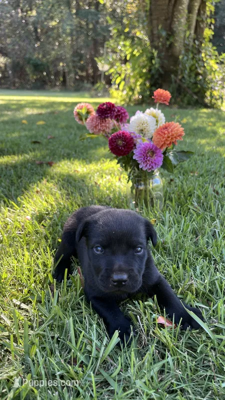 Arnold – Labrador Retriever, Carolina Dog puppy for sale in Olar, SC