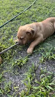 Tina, a female Rottweiler and Carolina Dog for sale in Olar, SC – Photo 3 of 4