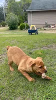 Tina, a female Rottweiler and Carolina Dog for sale in Olar, SC – Photo 4 of 4