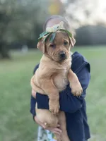 Tina, a female Rottweiler and Carolina Dog for sale in Olar, SC – Photo 1 of 4