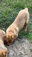 Tina, a female Rottweiler and Carolina Dog for sale in Olar, SC – Photo 2 of 4