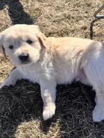 Orange , a female Golden Retriever for sale in Ripon, WI – Photo 2 of 2