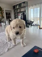 Orange , a female Golden Retriever for sale in Ripon, WI – Photo 1 of 2