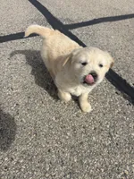 Green, a male Golden Retriever for sale in Ripon, WI – Photo 2 of 6