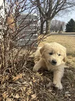 Green, a male Golden Retriever for sale in Ripon, WI – Photo 3 of 6