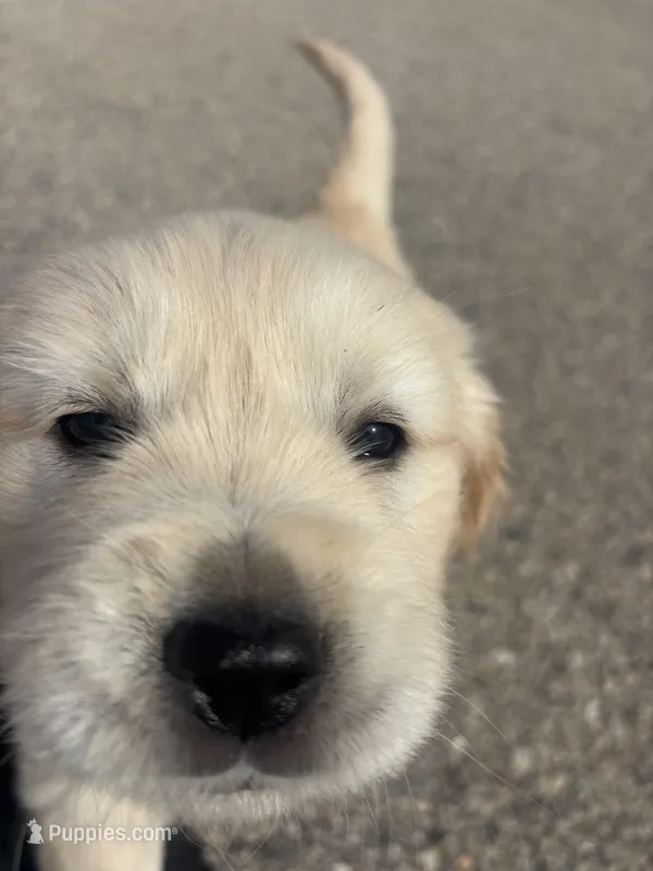 Green – Golden Retriever puppy for sale in Ripon, WI